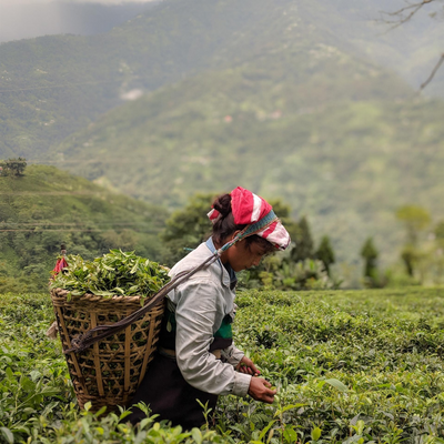 Regional Spotlight: Darjeeling